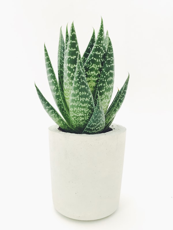 Indoor houseplants and planters