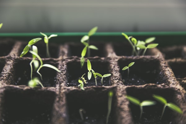 Potting soil and garden supplies